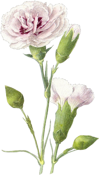 Carnations - Clip Art (396x640), Png Download