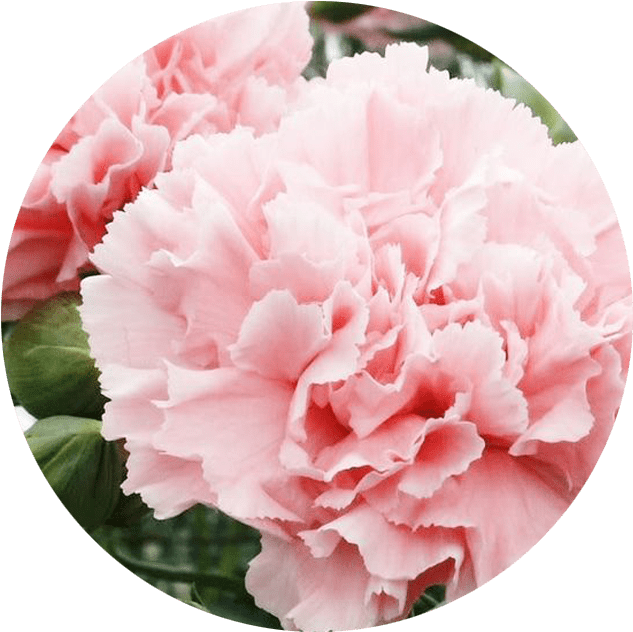 Outsidepride Carnation Rose - 1000 Seeds (901x822), Png Download
