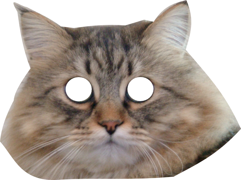 Cats Face Png - Cat Face Transparent Background (800x600), Png Download