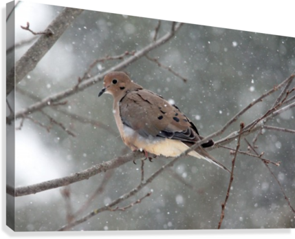Dove In The Snow Canvas Print - Dove In The Snow (429x347), Png Download