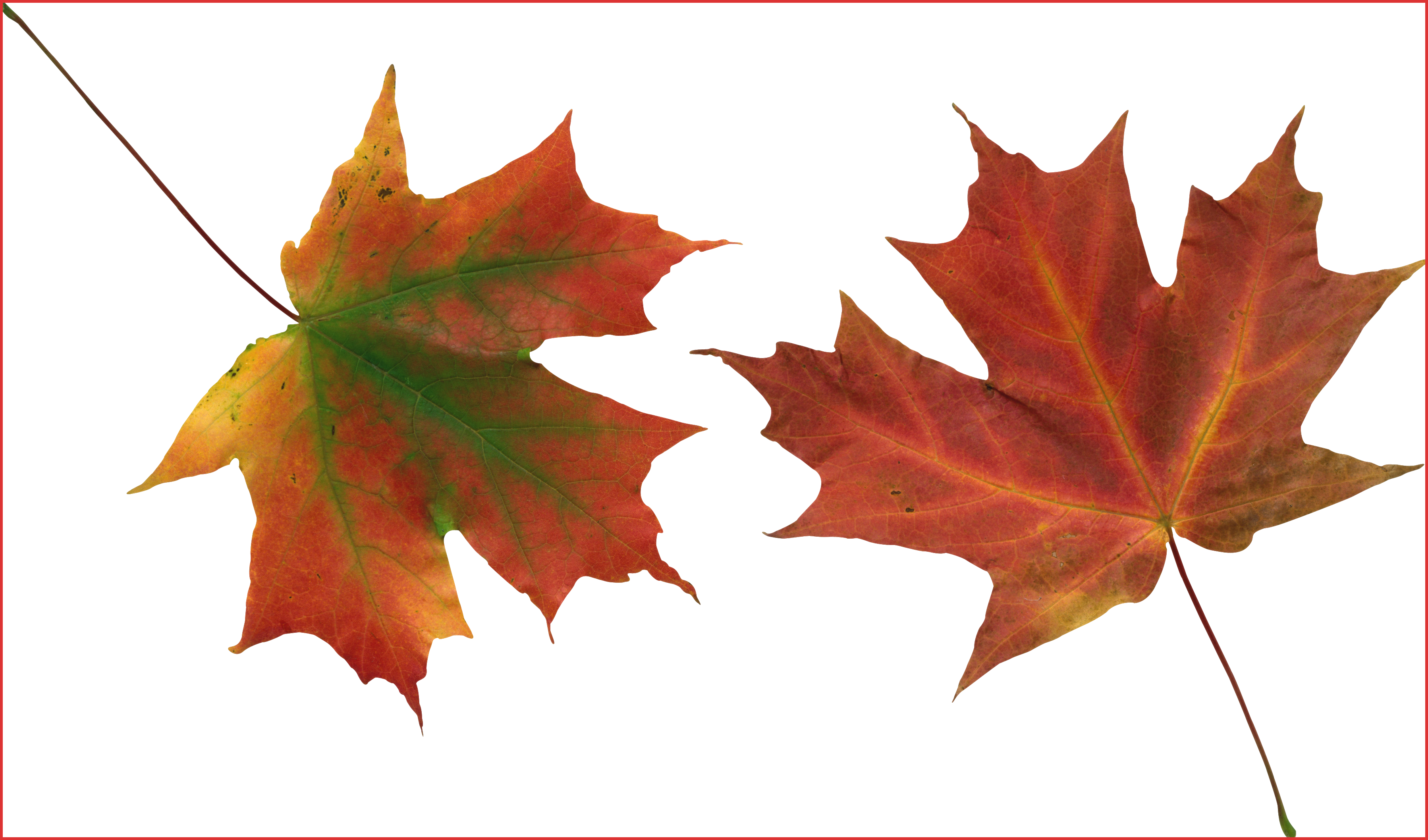 Autumn Png Leaf - Autumn Leaves (3596x2116), Png Download
