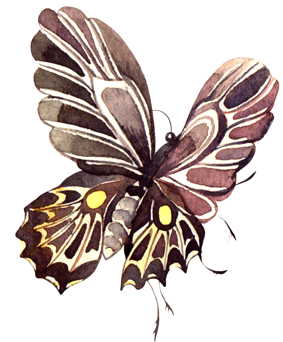 Pintado A Mano De Color Marron Oscuro Mariposa Png - Portable Network Graphics (1024x1191), Png Download