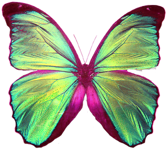 Pedido Mariposa Png - Blue Monarch (400x362), Png Download