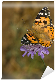 Painted Lady Butterfly (400x400), Png Download