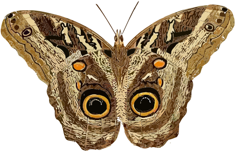 Free Caligo Teucer - Moth Clipart (566x800), Png Download
