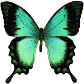 Gifs De Mariposas Png - Sea Green Swallowtail Butterfly (348x347), Png Download