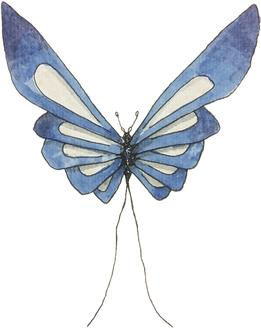 < Inicio - Lycaenid (800x800), Png Download