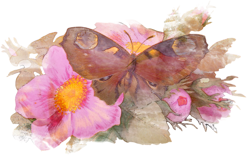 Drawing (800x504), Png Download