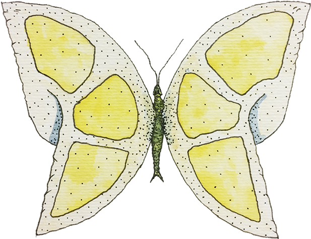 < Inicio - Swallowtail Butterfly (800x800), Png Download