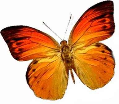Mariposa Naranja Izquierda - Mariposas Png (384x336), Png Download