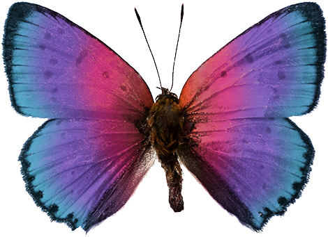 Mariposas Imagenes - Discover Butterflies & Moths: Level 2 Reader (500x413), Png Download