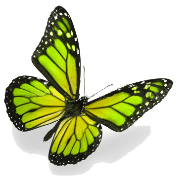 Mariposa - Monarch Butterfly (378x366), Png Download