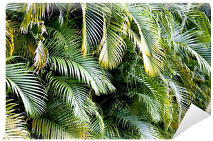 Palm Trees (400x400), Png Download