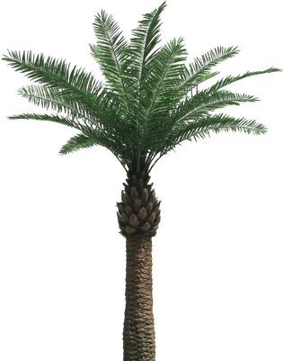 Large Palm Tree - Palm Png (400x400), Png Download