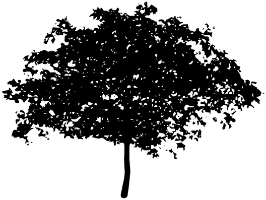 The Silhouette Of The 8 Tree - Voice Of The Children In The Apple Tree (605x429), Png Download