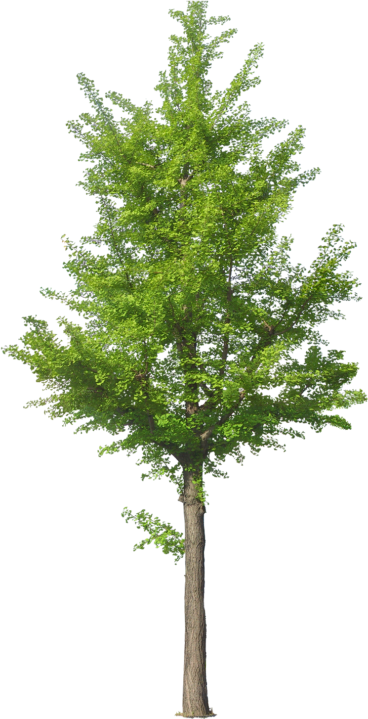 Hebergeur D'image - Front View Tree Png (800x1559), Png Download