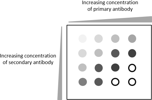 The Membrane Is Spotted In A Grid Pattern With A Known - Dot Blot (530x346), Png Download