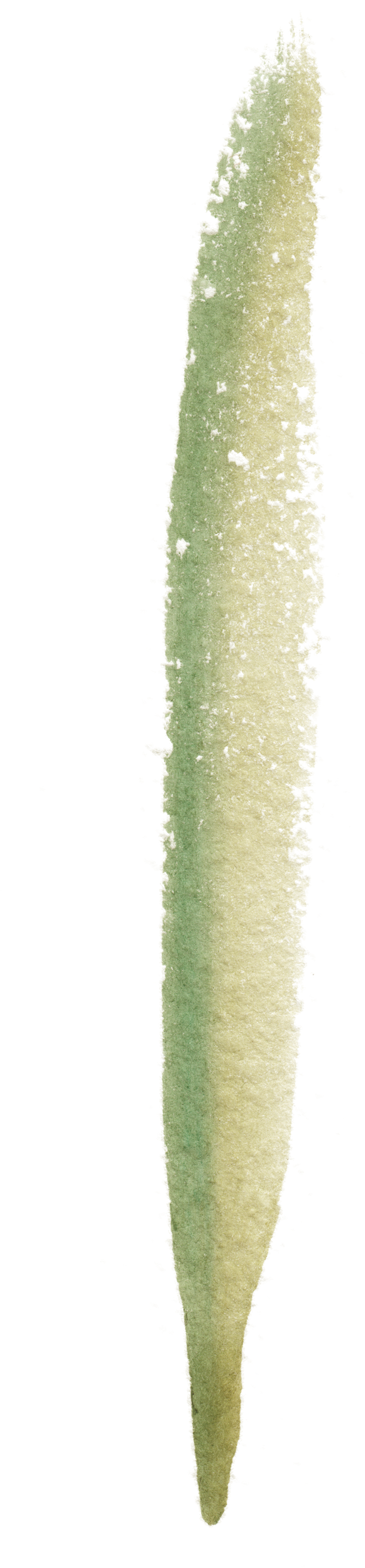 Drip Cucumber Transparent Decorative - Glitter (815x3500), Png Download