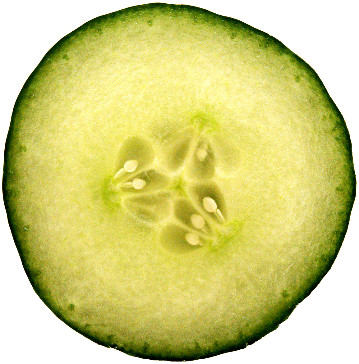 Sativus - Cucumber Slice Png (500x500), Png Download