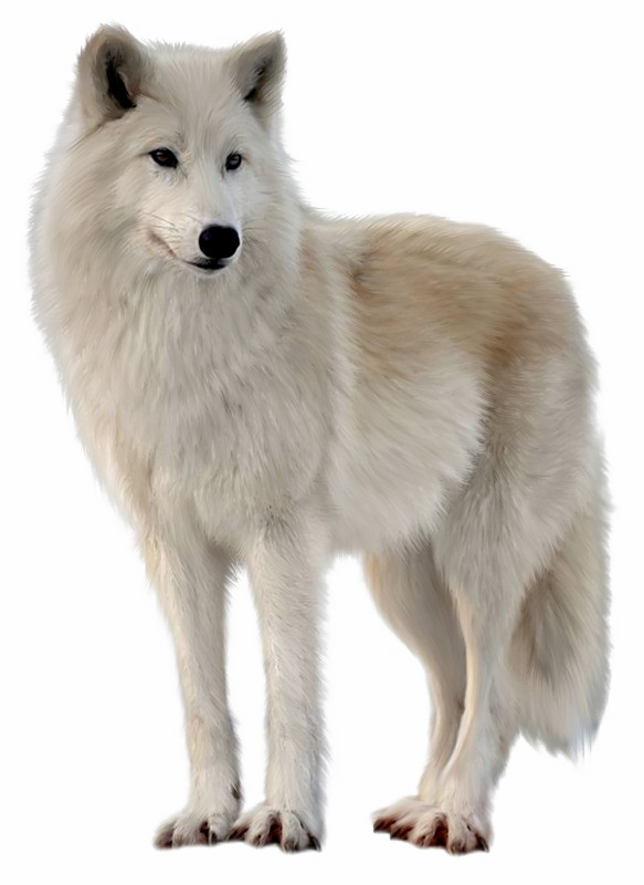 Canadian Eskimo Dog Wolves (583x800), Png Download