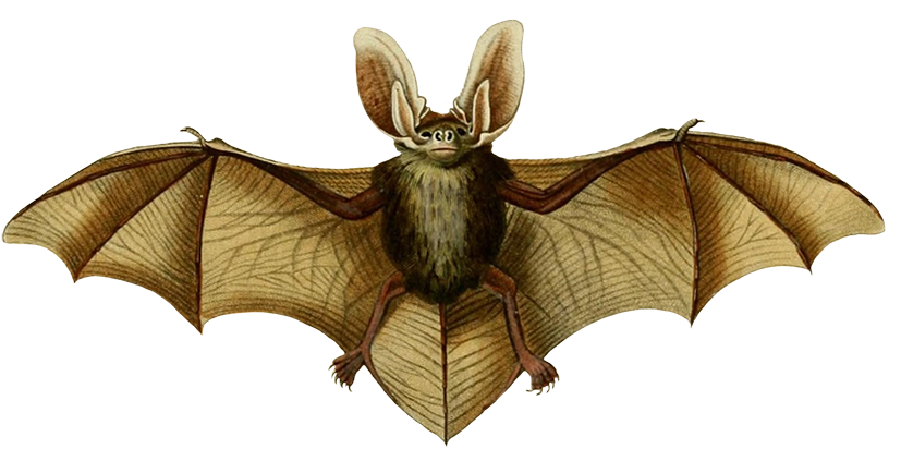 Oreillard Vulgare Clipart - Victorian Scientific Illustration (886x452), Png Download