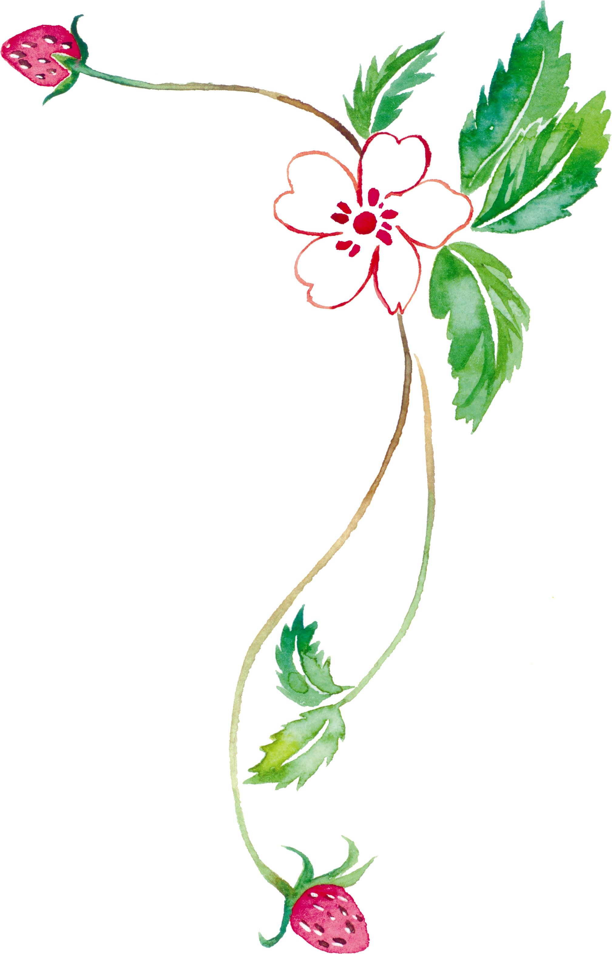 Strawberry Vine Clipart - Clip Art (2112x3210), Png Download