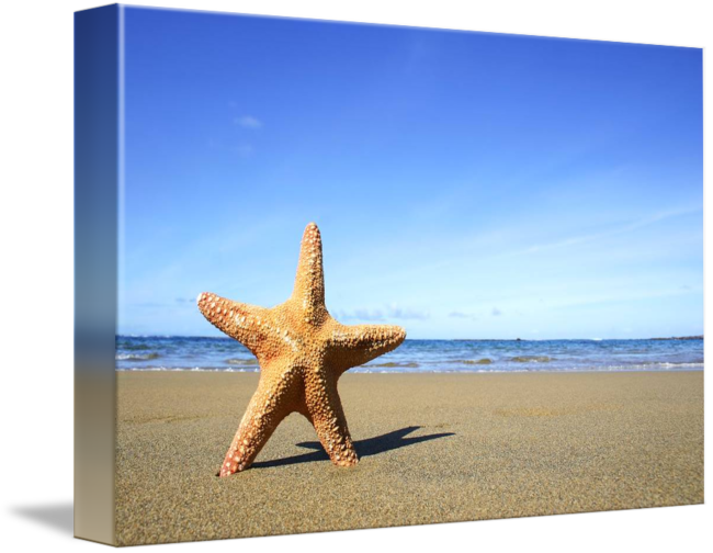 Starfish On Beach - Starfish (650x504), Png Download