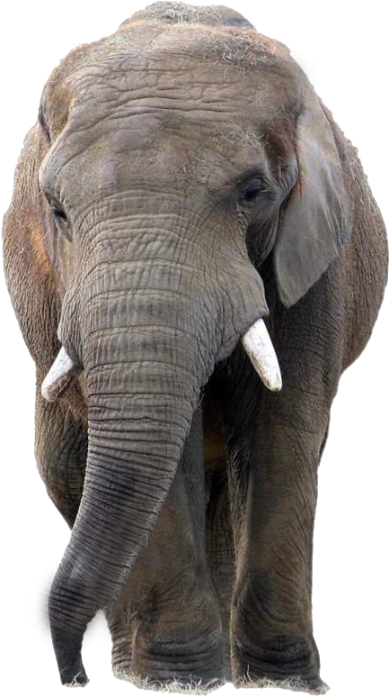 Transparent Background Elephant Png (1024x1001), Png Download