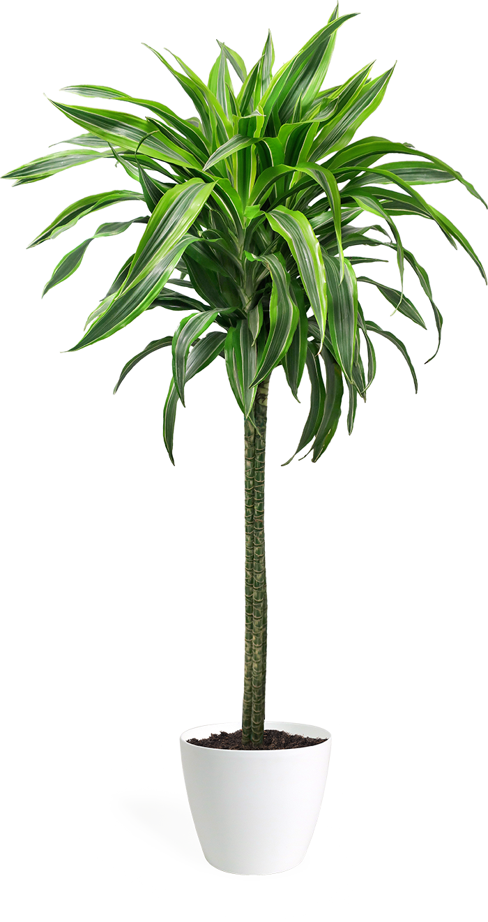 Dracaena Lemon Lime Cane Large Dracena Lemon Lime Png Full Size Png Download Seekpng