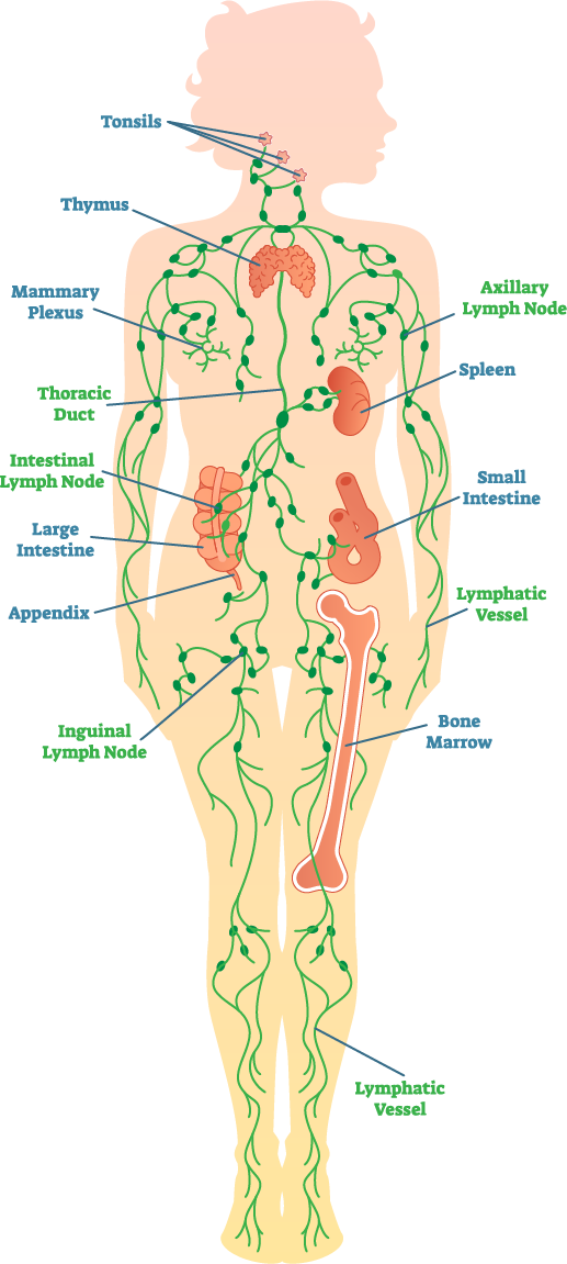 Diagram Of The Lymph System - Illustration (517x1151), Png Download