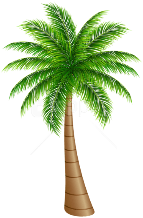 Free Png Palm Tree Large Png Images Transparent - Palm Clipart (481x731), Png Download