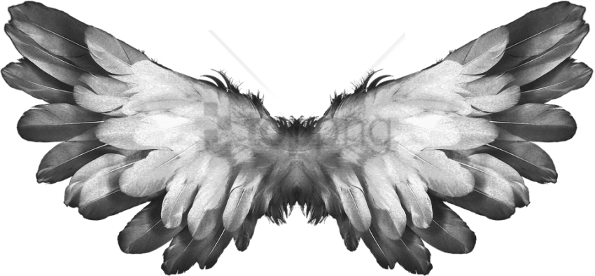 Free Png Angel Wings Feathers Png Image With Transparent - Feathers Wings (850x394), Png Download