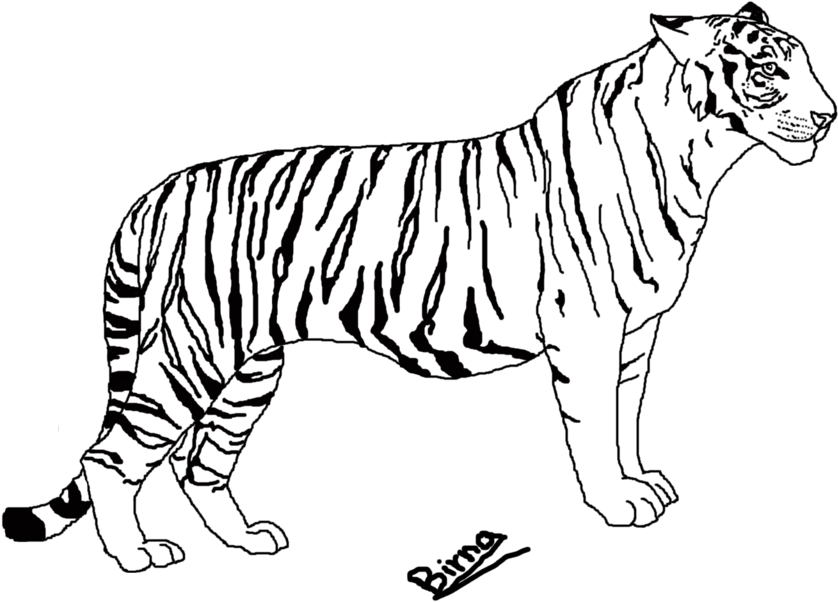 Japanese Drawing Tiger - Tiger Line Art Drawing (1024x768), Png Download