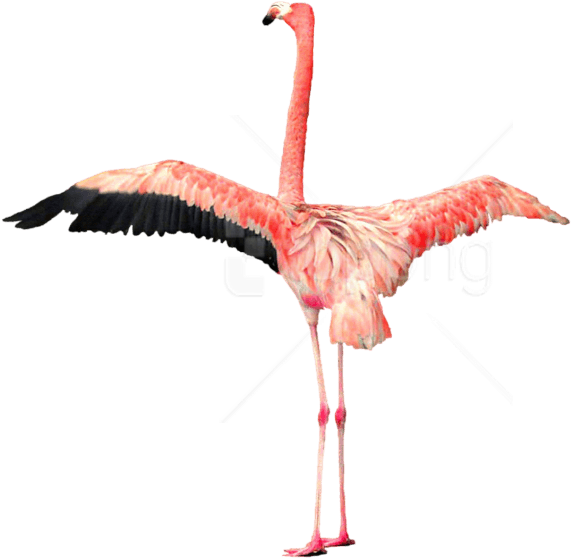Download Flamingo Png Images Background - Flamingos Png (850x608), Png Download