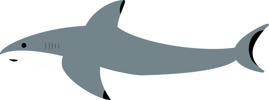 Shark, Sea, Water, Ocean, Underwater - Shark (908x340), Png Download