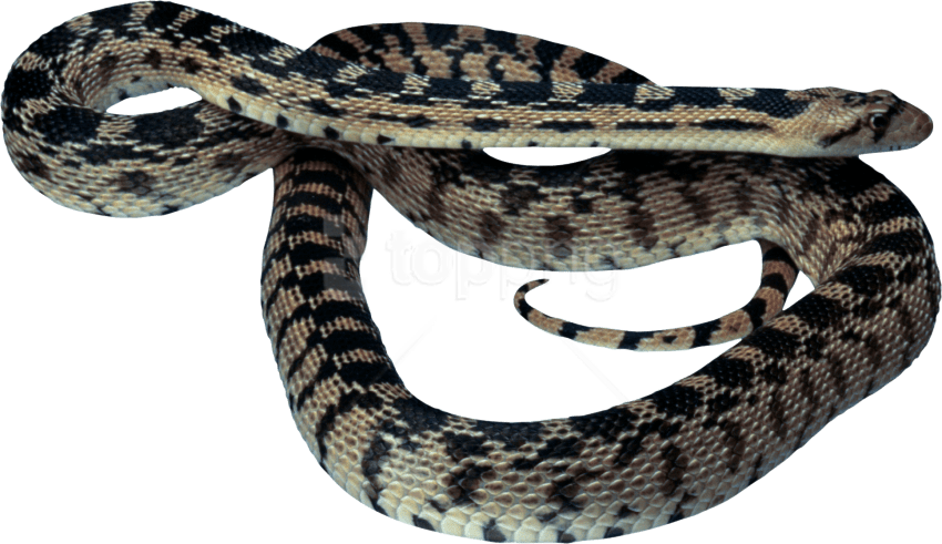 Free Png Download Snake Png Images Background Png Images - Snake Photo Animal Download (850x491), Png Download