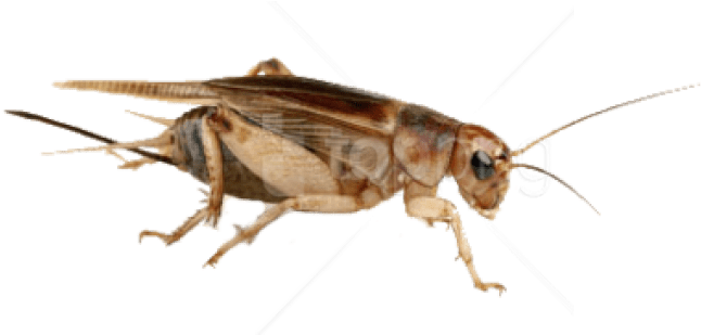 Free Png Download Cricket Insect High Quality Png Png - Steppekrekel (850x444), Png Download