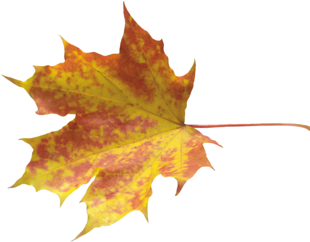 Autumn Leaves Clipart Chinar - Autumn Leaves Png (640x480), Png Download