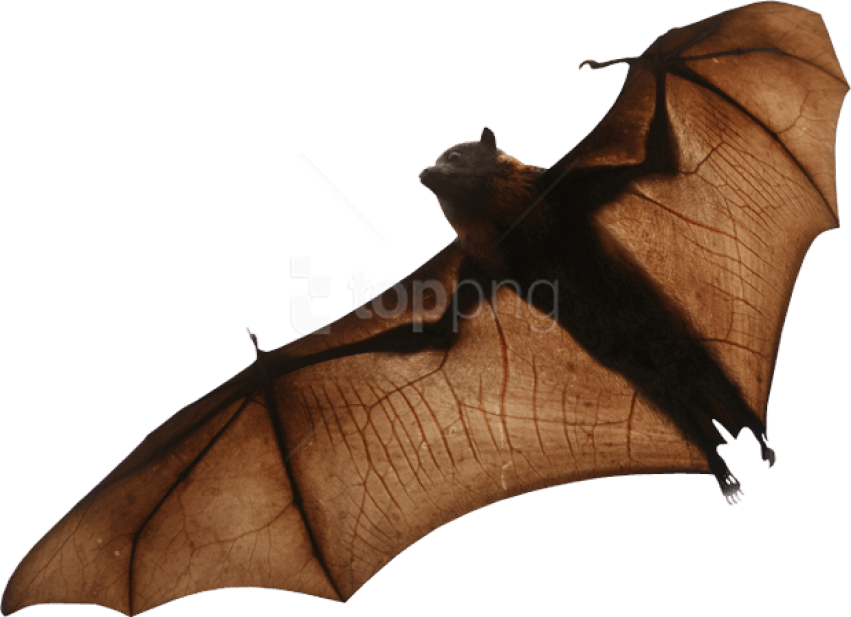 Free Png Download Bat Png Images Background Png Images - Bat Png Hd (851x617), Png Download