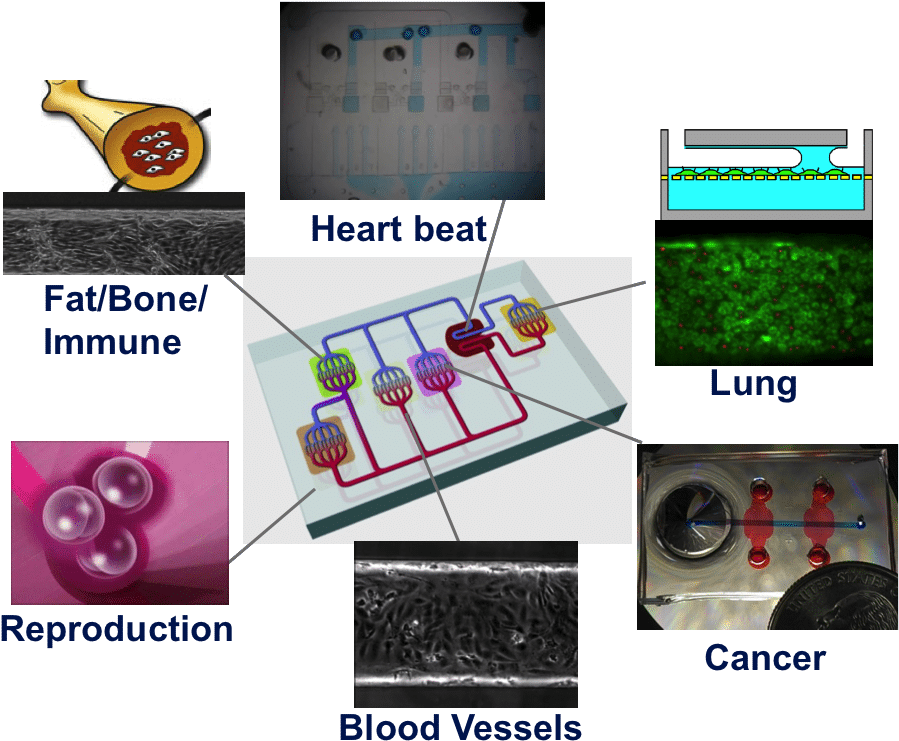 Microscale Model Of Desease In Vitro - Graphic Design (922x769), Png Download