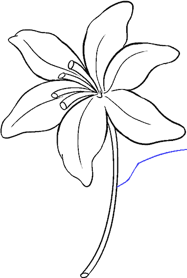 How To Draw Lily - Drawing (678x600), Png Download