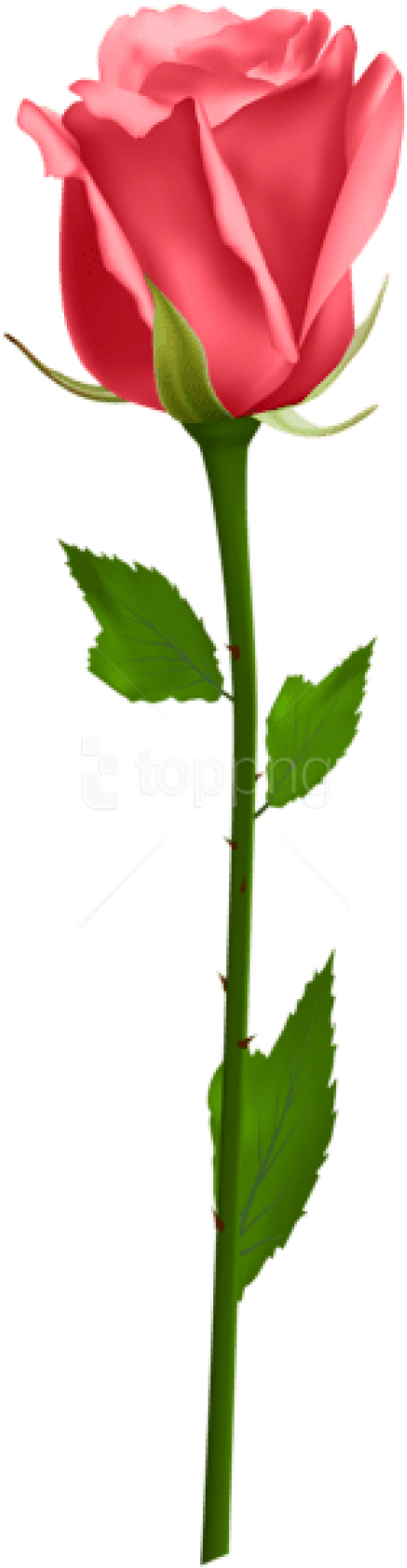 Free Png Rose Png Images Transparent - Orange Rose Png Hd (480x1685), Png Download