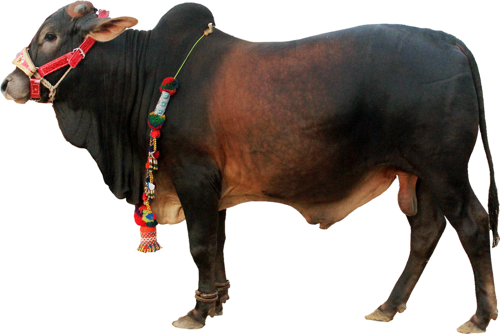 Animal Cow Free Png Transparent Background Images Free (995x803), Png Download