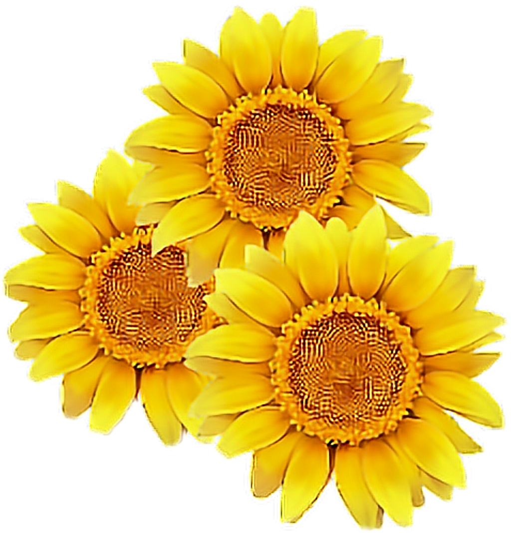 #sunflower #flower #yellow #cute #tumblr #overlay #flowers - Sunflower Vector (1024x1067), Png Download