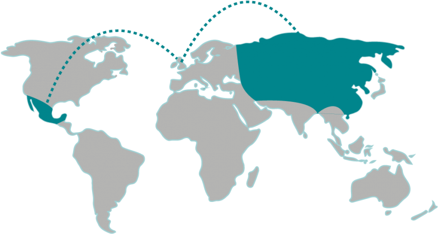 Surgical Innovations Have Recently Launched Yelloport - Map Of The World Grey (1030x728), Png Download