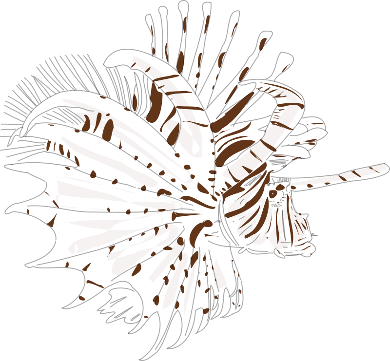 Lionfish - Illustration (800x741), Png Download