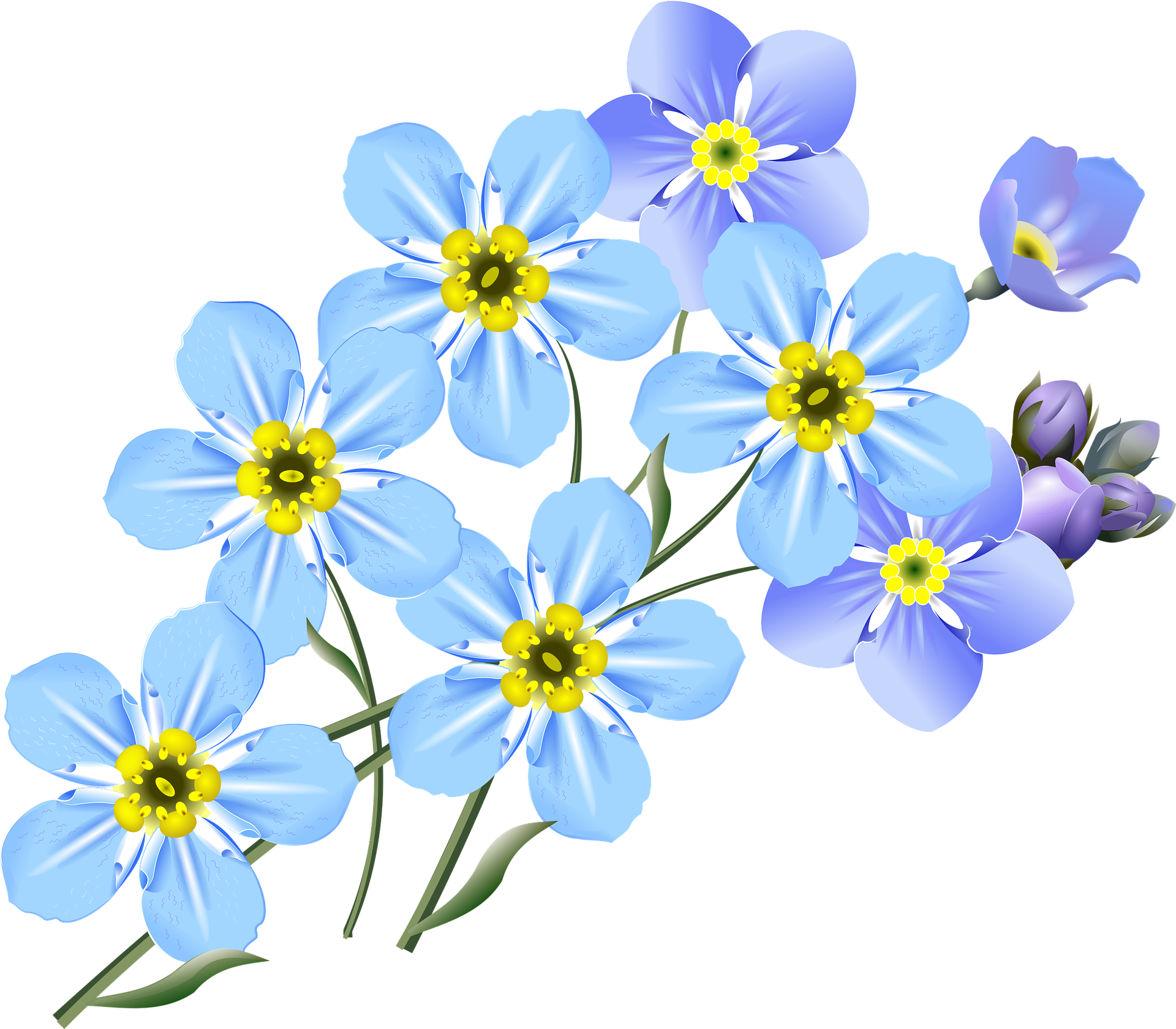 As Amazing As Super Bowl Ads Are, I'm Willing To Bet - Drawing Forget Me Not (1920x1681), Png Download