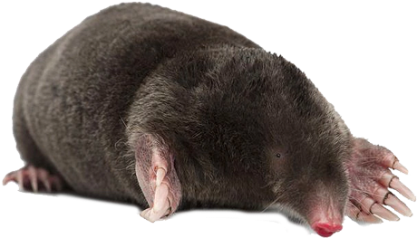 Garden Moles Removal - Mol Png (600x600), Png Download