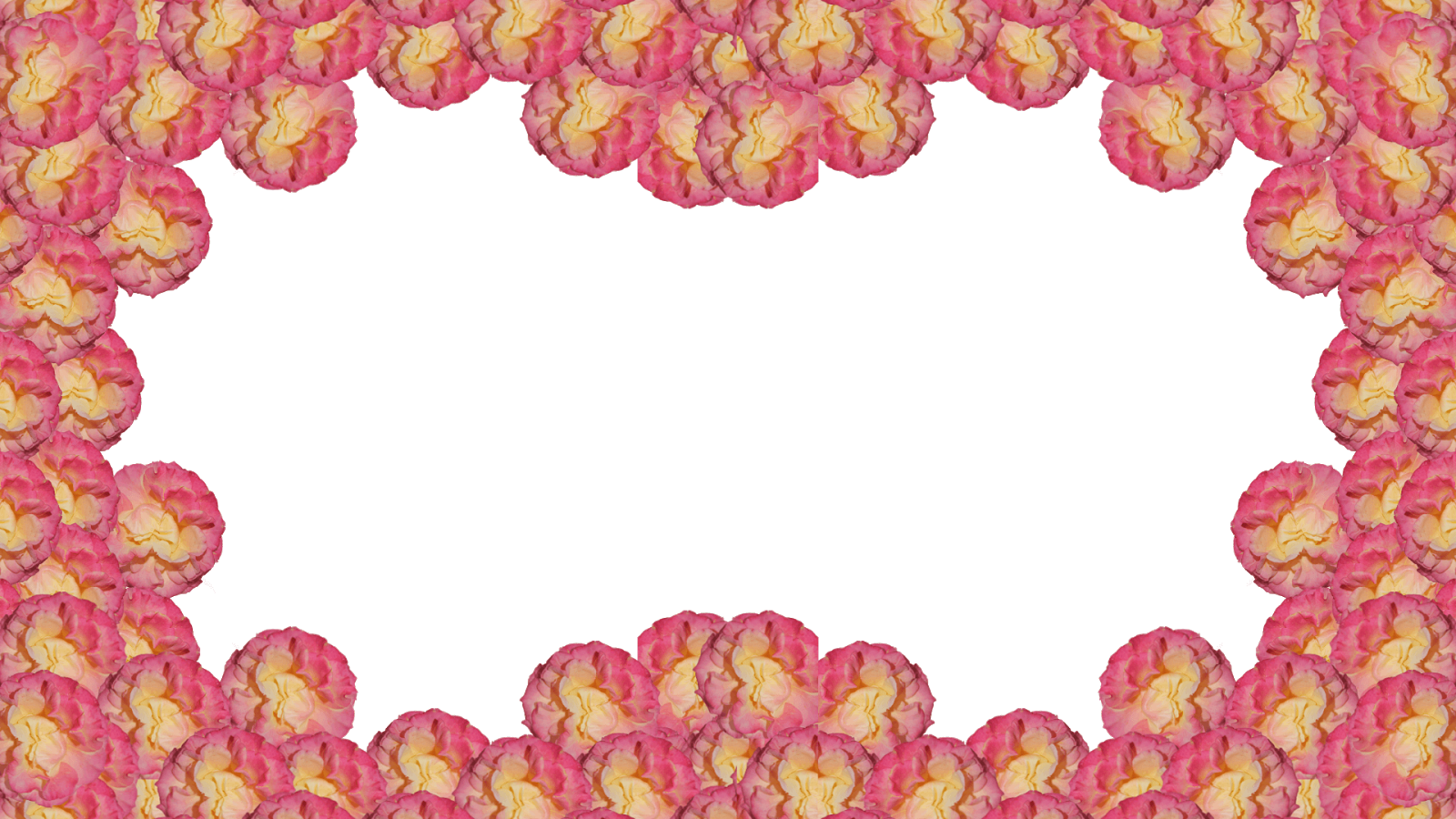13 Molduras De Flores - Rose (1600x900), Png Download