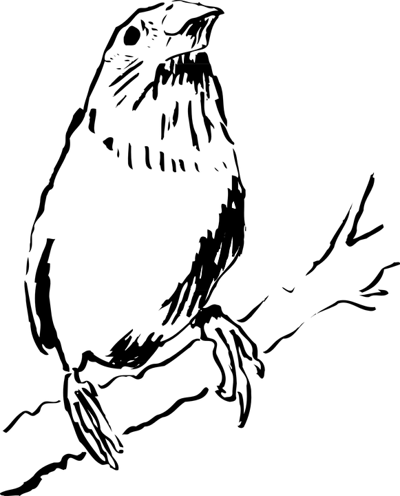 Drawn Dove Ibon - Hawk (581x720), Png Download